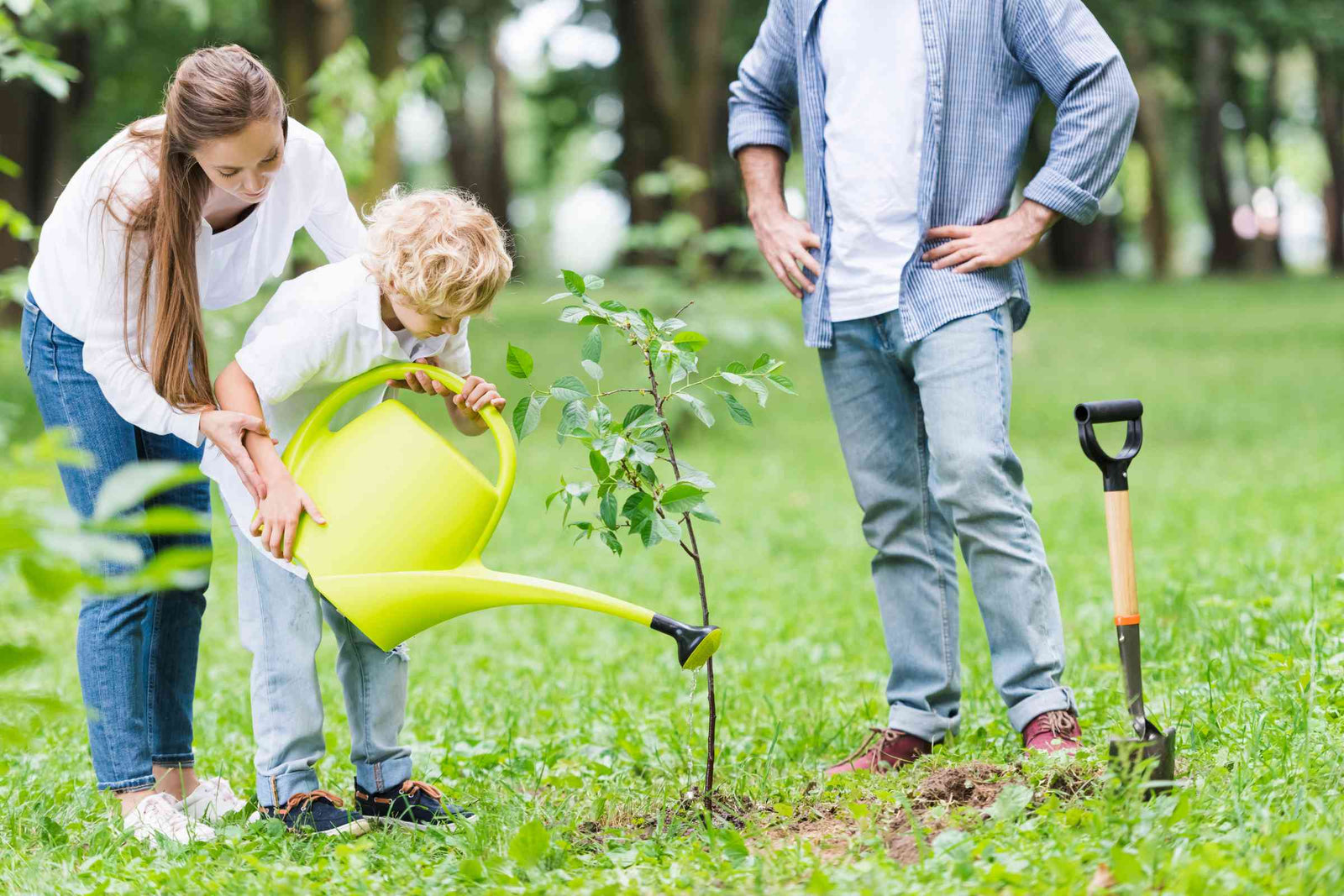 A young boy holds a watering can over a newly-planted tree while his parents support him.